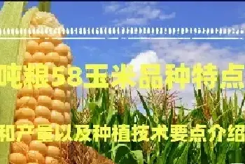 吨粮58玉米品种特点和产量以及种植技术要点介绍