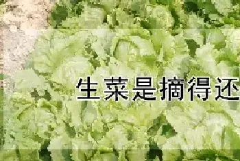 生菜是摘得还是拔