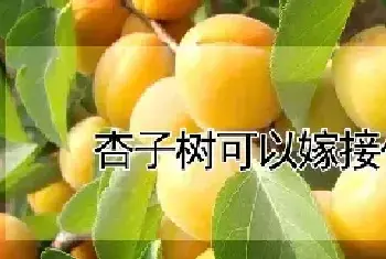 杏子树可以嫁接什么树