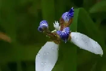 巴西鸢尾兰怎么浇水（多久浇一次） 巴西鸢尾的繁殖方法