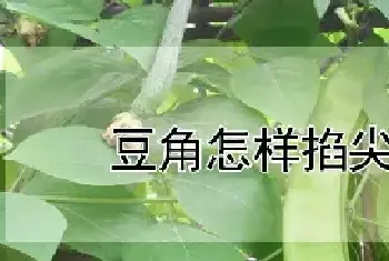 豆角怎样掐尖打叉