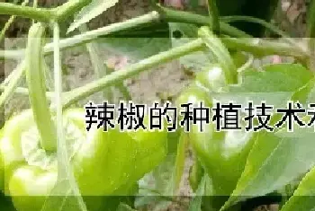 辣椒的种植技术和管理