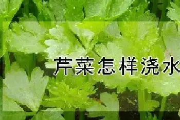 芹菜怎样浇水合适