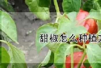 甜椒怎么种植方法