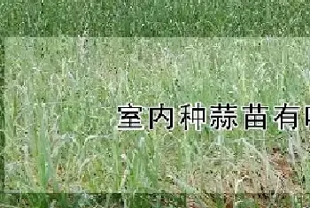 室内种蒜苗有味吗