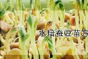 水培蚕豆苗方法