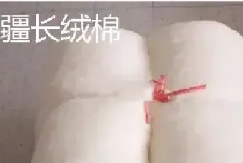 长绒棉和匹马棉哪个质量好些