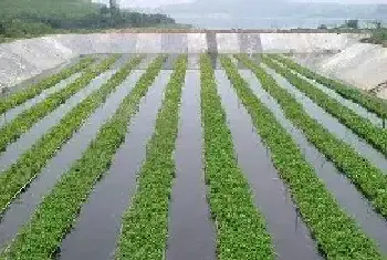 空心菜无土栽培技术