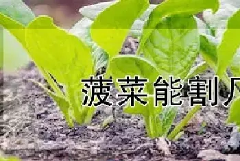 菠菜能割几茬