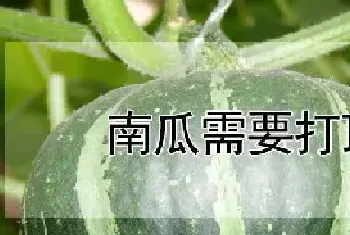 南瓜需要打顶吗