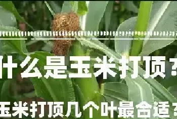 什么是玉米打顶？玉米打顶几个叶最合适？