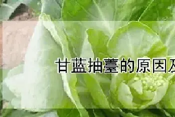 甘蓝抽薹的原因及防治