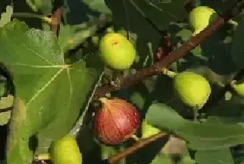 无花果高产种植技术学习下