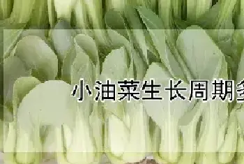 小油菜生长周期多少天