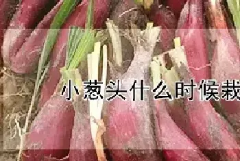 小葱头什么时候栽最合适