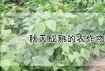 秋天成熟的农作物有什么