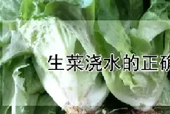 生菜浇水的正确方法