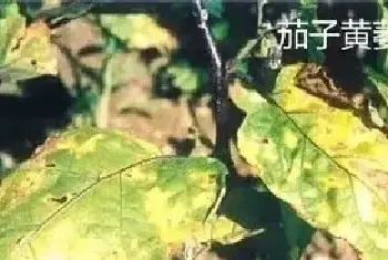 茄子萎焉原因及防治措施