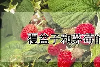 覆盆子和茅莓的区别