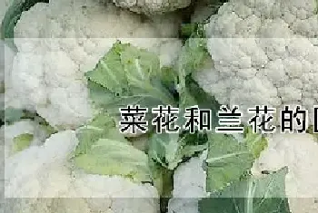 菜花和兰花的区别