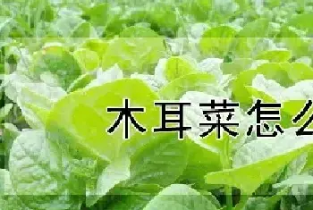 木耳菜怎么种