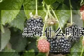 黑莓什么时候成熟