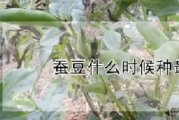 蚕豆什么时候种最合适