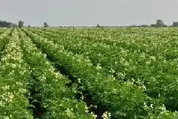 土豆种植成本及效益分析