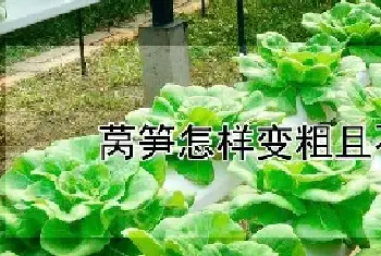 莴笋怎样变粗且不开裂