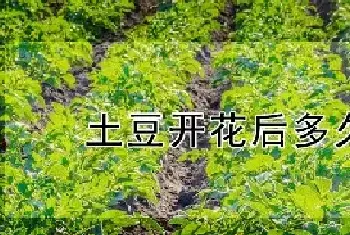 土豆开花后多久收获