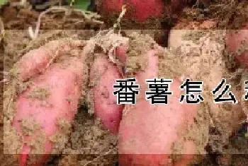 番薯怎么种