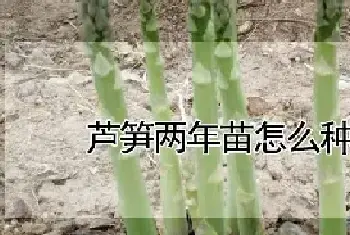 芦笋两年苗怎么种植技术