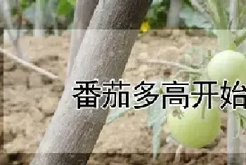 番茄多高开始搭架