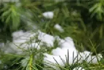 雪松种植的服盆养护