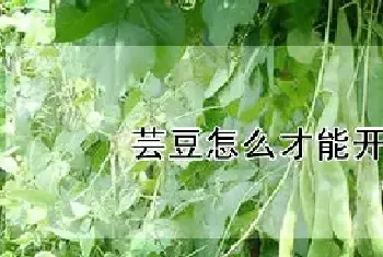 芸豆怎么才能开花多