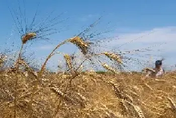 种植小麦的最佳温度和生长过程？