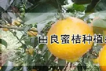 由良蜜桔种植条件