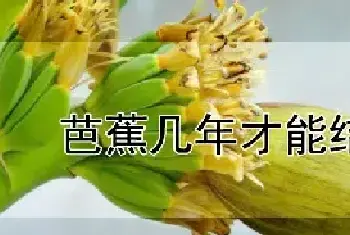 芭蕉几年才能结果