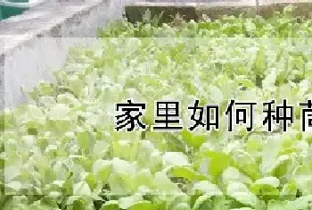 家里如何种茼蒿