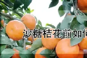 沙糖桔花前如何管理