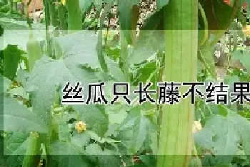 丝瓜只长藤不结果怎么办