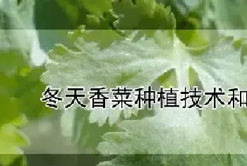 冬天香菜种植技术和时间