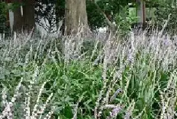 麦冬的田间种植方法