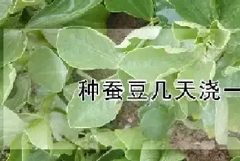 种蚕豆几天浇一次水