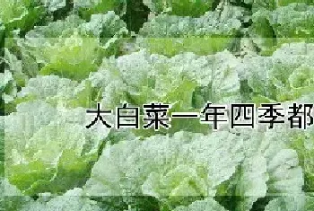 大白菜一年四季都能种吗