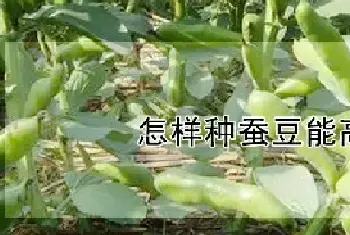 怎样种蚕豆能高产