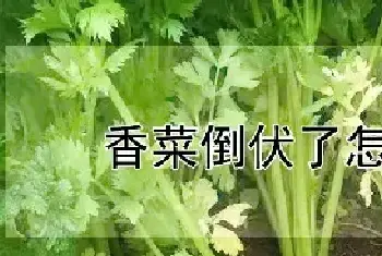 香菜倒伏了怎么办