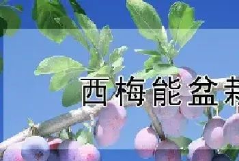 西梅能盆栽吗