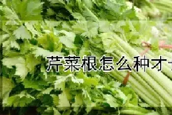 芹菜根怎么种才长得好