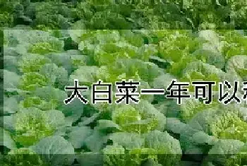 大白菜一年可以种几次